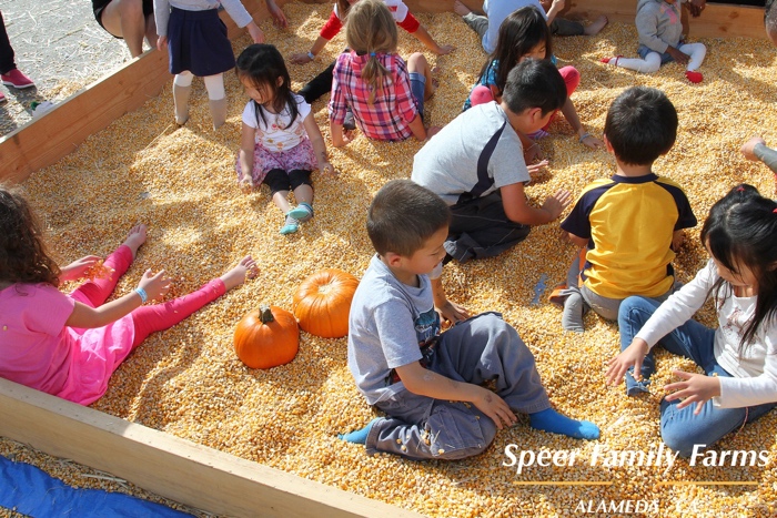 Relax in the corn pit at Speer Family Farms Alameda Patch