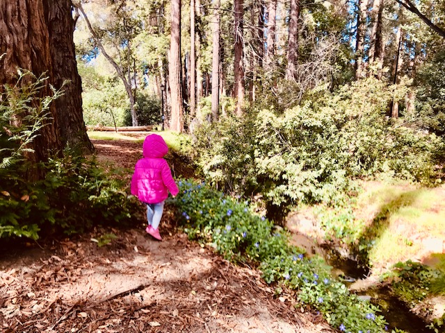 toddler walking in forest by creek