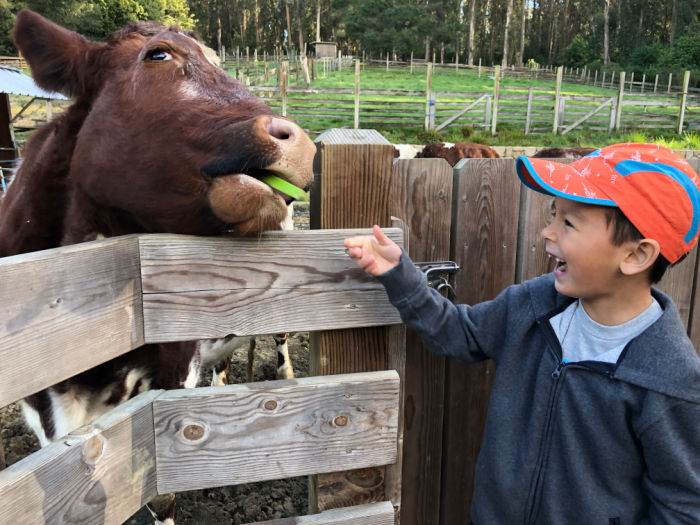 tilden park little farm cow and boy