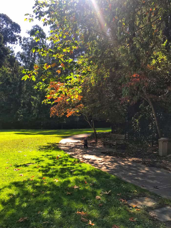 toddler walking on path with grass and trees