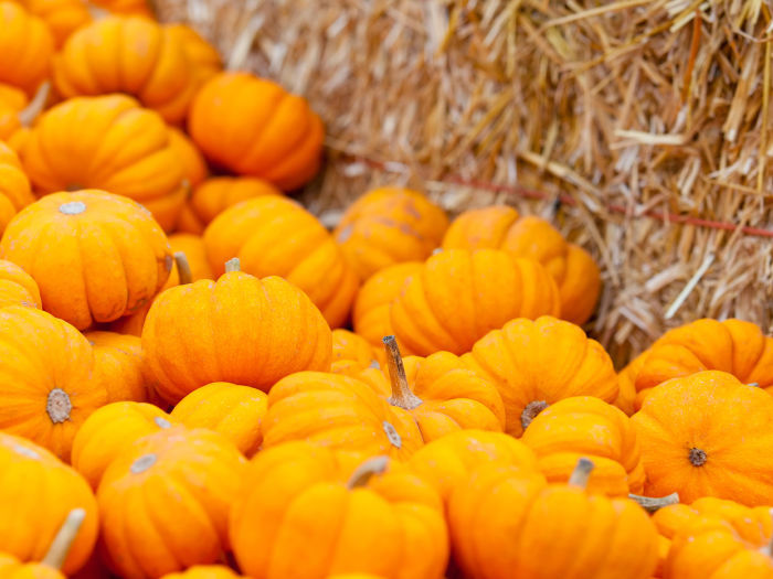 Pumpkins at the pumpkin patch