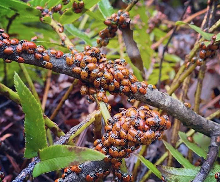 Ladybug (U.S. National Park Service)