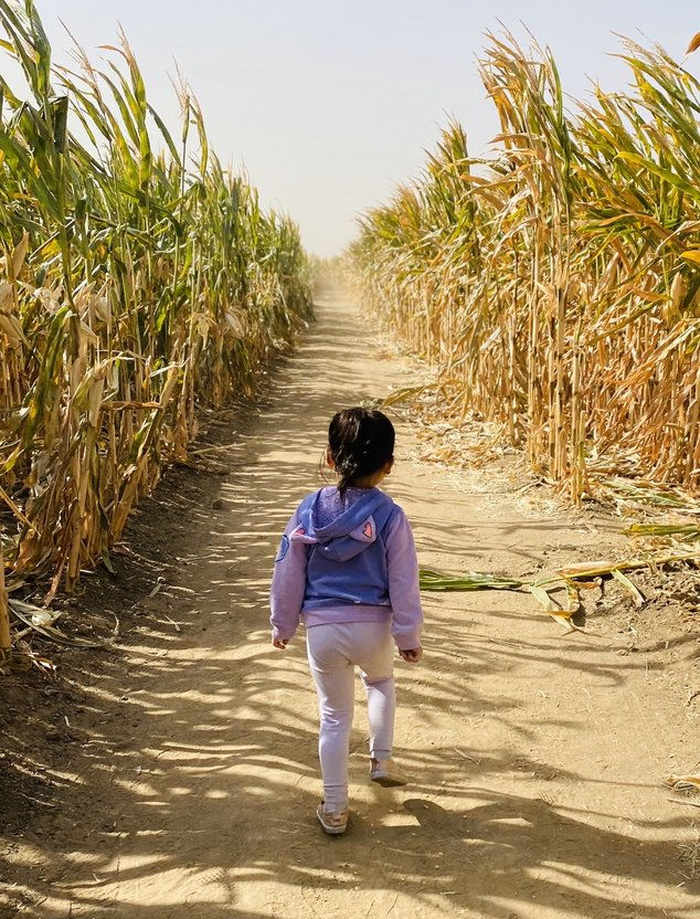 epic corn maze at Dell'Osso Family Farm