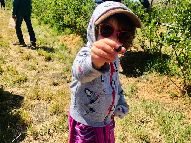 toddler holding blueberry