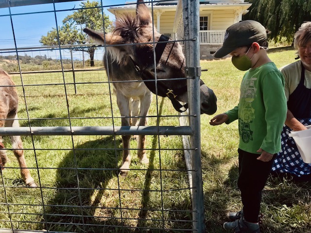 child feeding donkey