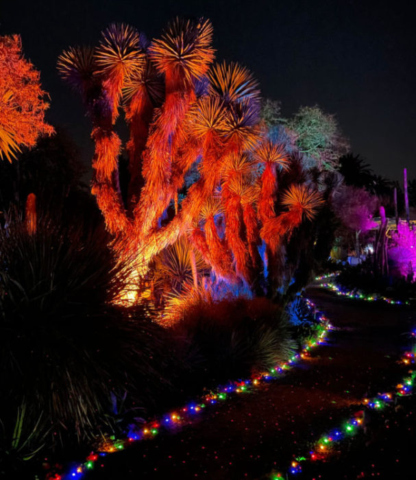 red trees and a path of lights