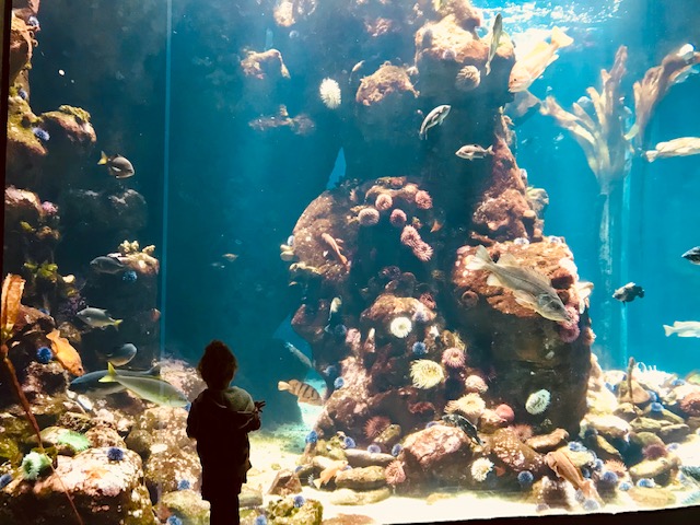 child in front of aquarium