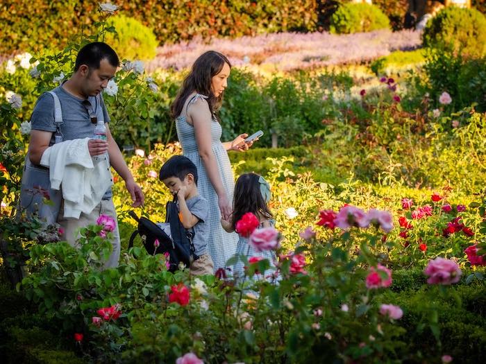 rose garden two parents and two children at filoli