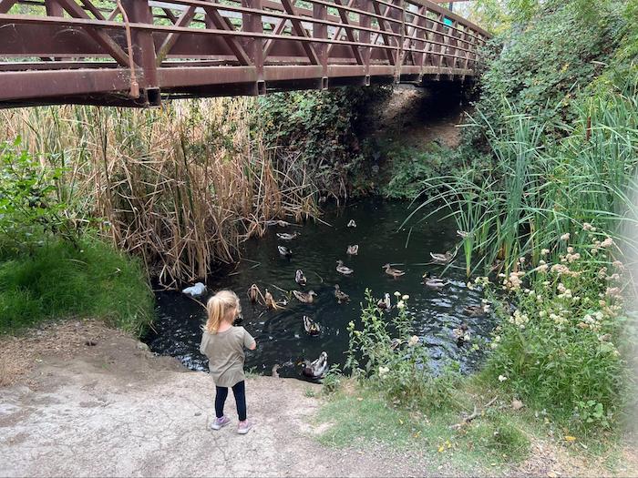 child feeding ducks at a creek