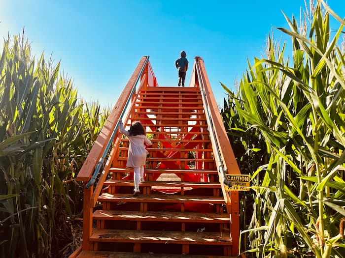 kids climbing up bridge in corn maze