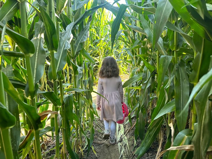 girl walking in corn maze