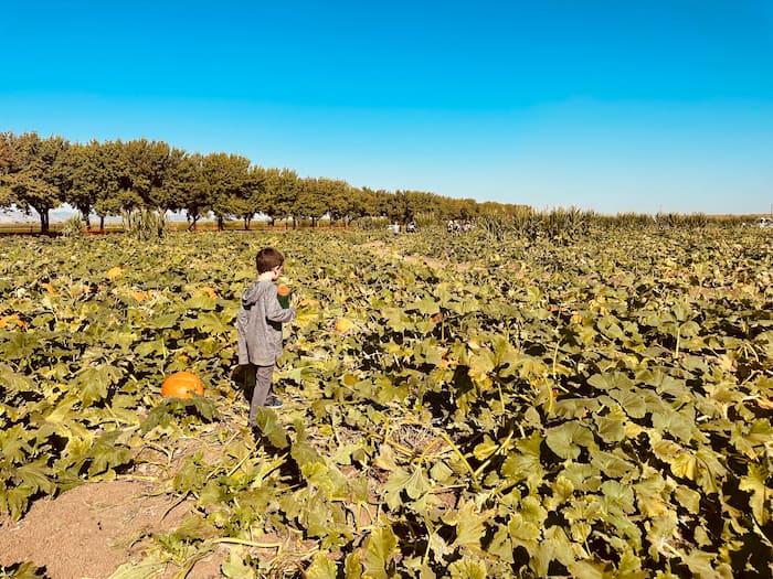 child walking in pumpkin patch