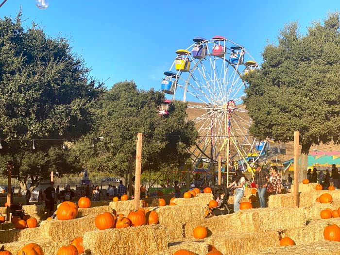 Classic Pumpkin Patch Castro Valley